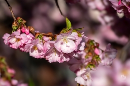 Körsbärsblommor i rosa och vitt